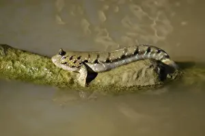 Dorsal Prints: Blue-spotted Mudskipper fish (dorsal fins are down)