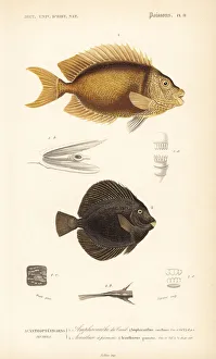Blue-spotted spinefoot and spotted tang Blue-spotted spinefoot and spotted tang