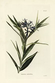 Conrad Gallery: Blue star, Amsonia tabernaemontana var. salicifolia
