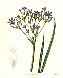 Nevitt Collection: Blue stars, Nivenia corymbosa