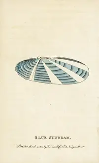 Blue sunbeam shell, Tellina species