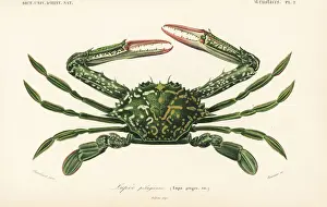 Dorbigny Prints: Blue swimming crab, Portunus (Portunus) pelagicus