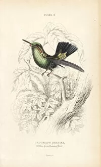Trochilus Collection: Blue-tailed emerald, Chlorostilbon mellisugus