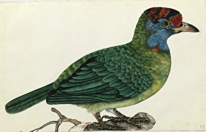 Images Dated 6th August 2013: Blue-throated Barbet, Megalaima asiatica