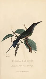 Kearsley Gallery: Blue-throated bee-eater, Merops viridis viridis