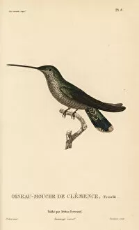 Primevere Collection: Blue-throated mountaingem, Lampornis clemenciae, female