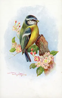Blossoms Prints: Blue Tit
