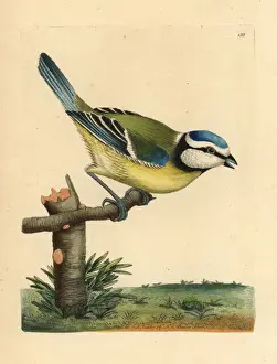 Bluetit Prints: Blue tit, Cyanistes caeruleus