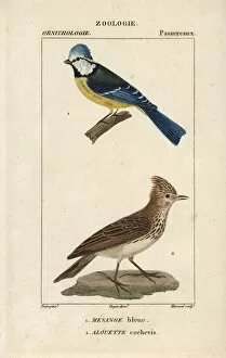 Blue tit, Parus caeruleus, and crested lark