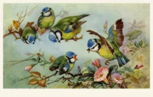 Tits Prints: Blue tits