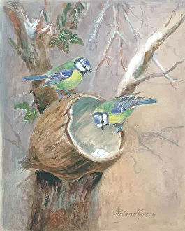 Roland Prints: Blue Tits with Coconut Shell