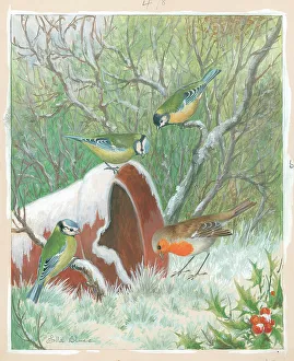 Tits Prints: Two Blue Tits, Great Tit and Robin