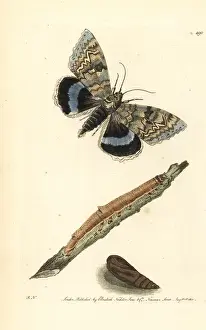 Blue underwing or Clifden nonpareil, Catocala fraxini