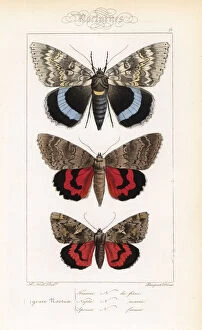 Alexis Collection: Blue underwing, red underwing and dark crimson underwing