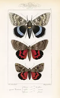 Naturelle Prints: Blue underwing, red underwing and dark crimson underwing