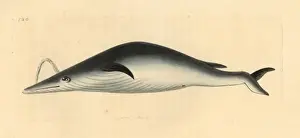Richardpolydorenodder Prints: Blue whale, Balaenoptera musculus