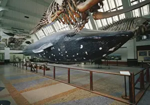 The Blue Whale exhibit