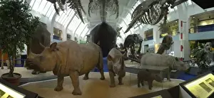 Cetacea Prints: Blue Whale Hall, Mammals Gallery