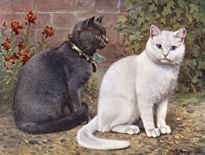 Images Dated 6th June 2011: Blue / White Shorthairs