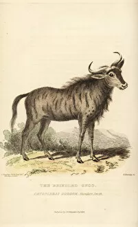 Griffith Collection: Blue wildebeest, Connochaetes taurinus