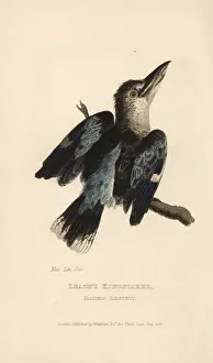 Blue-winged kookaburra, Dacelo leachii