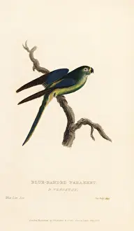 Griffith Prints: Blue-winged parrot, Neophema chrysostoma