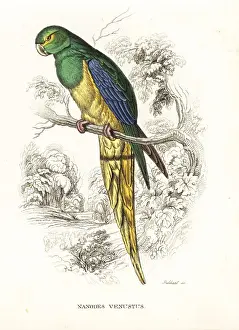Blue-winged parrot, Neophema chrysostoma