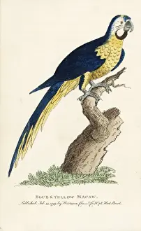 Naturalistspocketmagazine Prints: Blue and yellow macaw, Ara ararauna