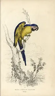 Blue and yellow macaw, Ara ararauna