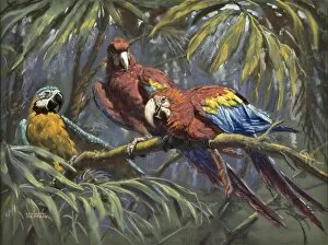 Blue and Yellow Macaw and two Scarlet Macaws