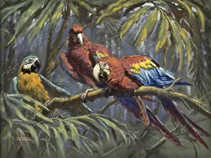 Perch Prints: Blue and Yellow Macaw and two Scarlet Macaws