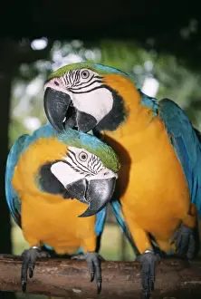 Feather Prints: Blue and Yellow MACAWS / Blue and Gold macaws - X2 preening