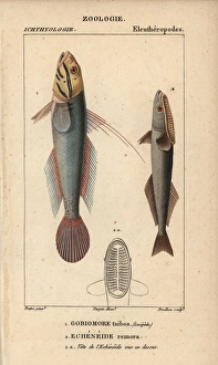 Blueband goby, Valenciennea strigata, and shark Blueband goby, Valenciennea strigata, and shark