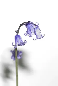 Bluebell Prints: Bluebell