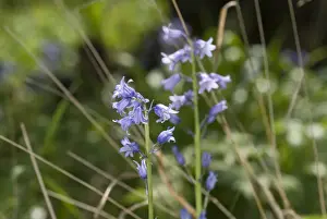Bluebell