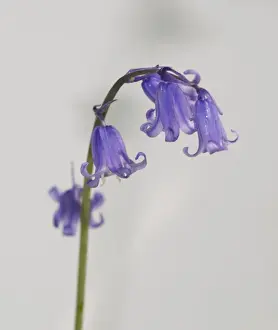 Bluebell