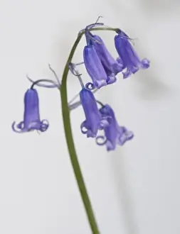 Bluebell