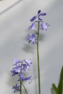 Bluebell