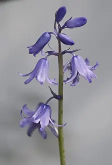 Bluebell