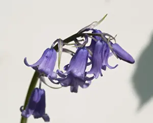 Bluebell