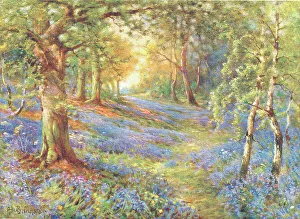 Bluebell Wood