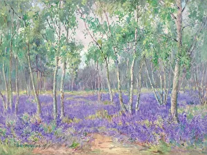 Bluebell Wood