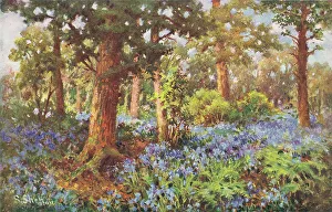 Bluebell Prints: A Bluebell Wood, Surrey