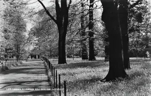 Surroundings Prints: Bluebells at Kew Gardens