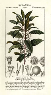 Images Dated 27th March 2020: Blueberry ash, Elaeocarpus cyaneus