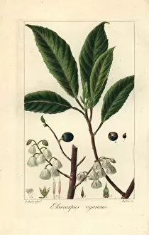Stipple Gallery: Blueberry ash, Elaeocarpus reticulatus, native to Australia
