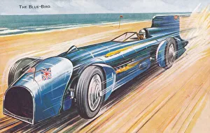 Images Dated 13th March 2020: Bluebird