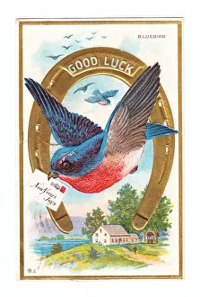 Bluebird Gallery: Bluebird and horseshoe on a Good Luck New Year postcard