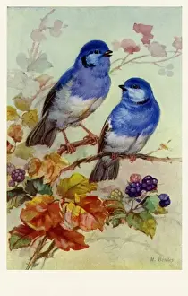 Bluebirds & blossoms