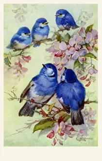 Blue Bird Prints: Bluebirds & blossoms